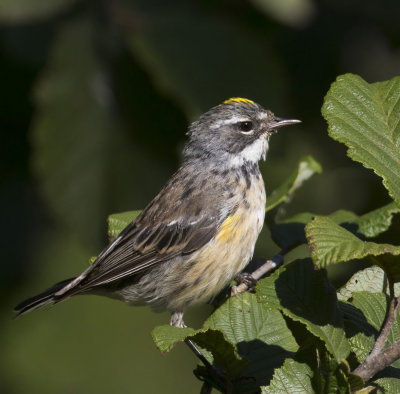 paruline  croupion jaune - yellow rumped warbler