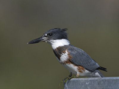 martin-pcheur - belted kingfisher