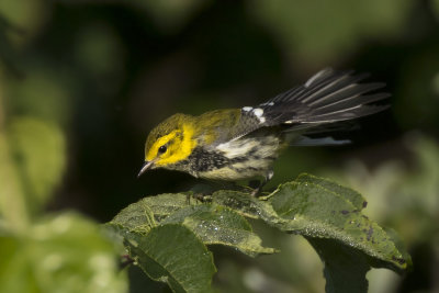 paruline  gorge noire - black throated green warbler