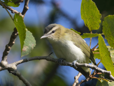 viro aux yeux rouge - red eyed vireo