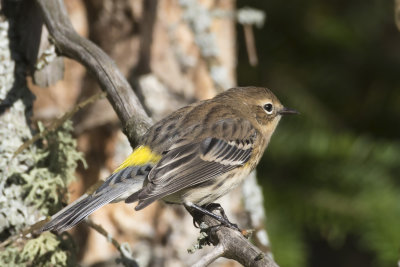 paruline  croupion jaune - yellow rumped warbler