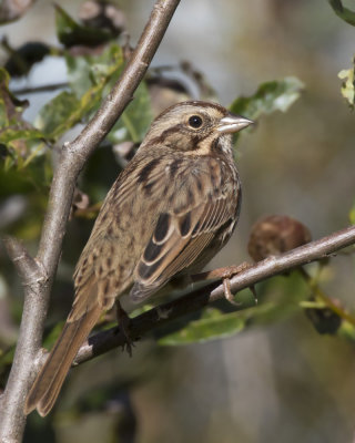 bruant chanteur - song sparrow