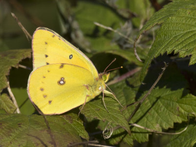 Coliade de la Luzerne - Orange Sulphur - Colias eurytheme