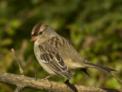 bruant  couronne blanche juv - juv white crowned sparrow