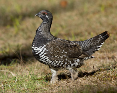 ttras du canada - spruce grouse