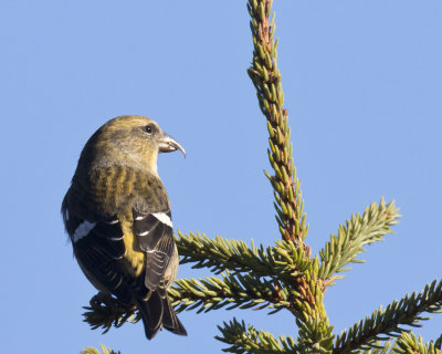 bec croisé bifascié - white winged crossbill