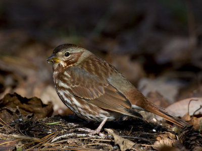 bruant fauve - fox sparrow