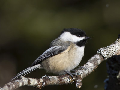 msange  tte noire - black capped chickadee