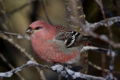 durbec des sapins - pine grosbeak