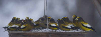 gros bec errant - evening grosbeak