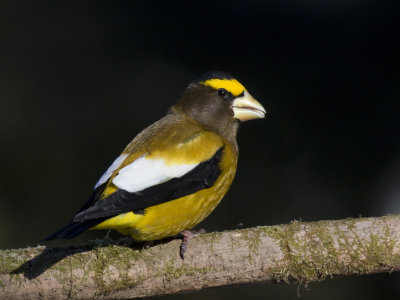 gros bec errant - evening grosbeak