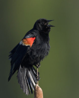carouge  paulettes - red winged black bird