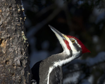 grand pic - pilated woodpecker