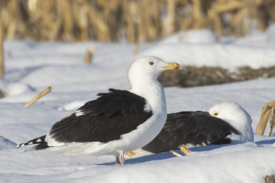 goland marin - great black backed gull