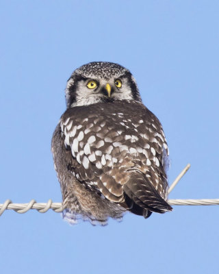 pervire borale - northern hawk owl