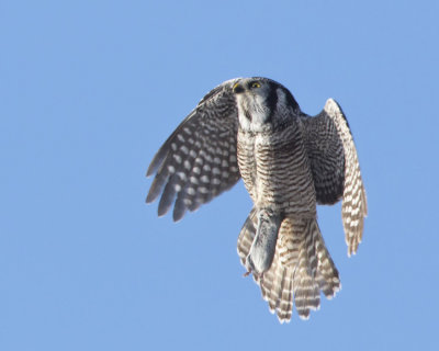 pervire borale - northern hawk owl