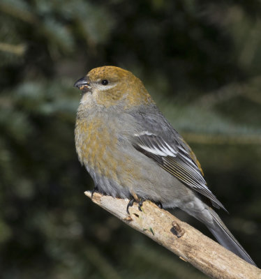 durbec des sapins - pine grosbeak