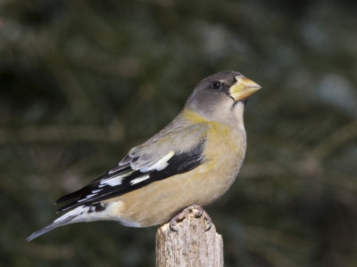 gros bec errant - evening grosbeak