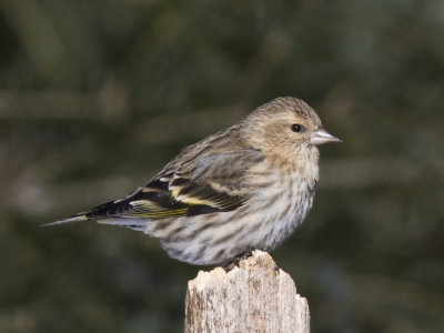 tarin des pins - pine siskin