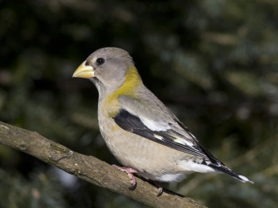 gros bec errant - evening grosbeak