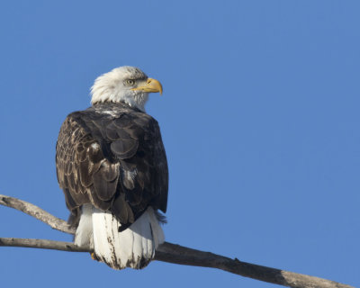 pygargue  tte blanche - bald eagle