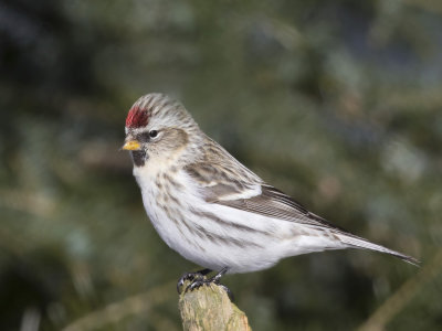 sizerin blanchtre - hoary redpoll