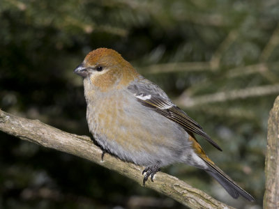 durbec des sapins - pine grosbeak