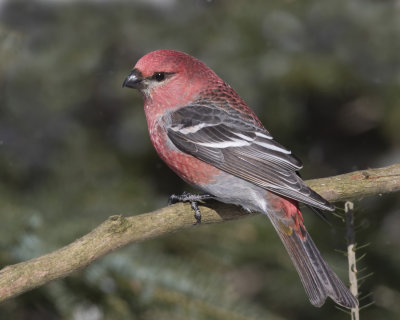 durbec des sapins - pine grosbeak