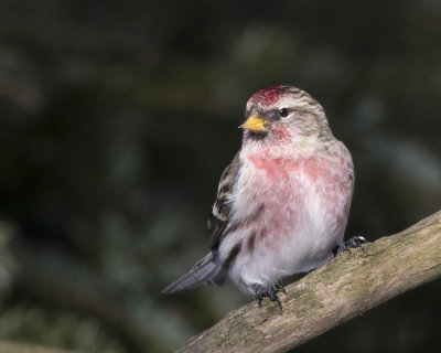 sizerin flamm - common redpoll