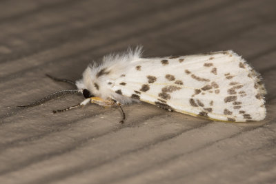 Dubious Tiger Moth - Spilosoma dubia (8136)
