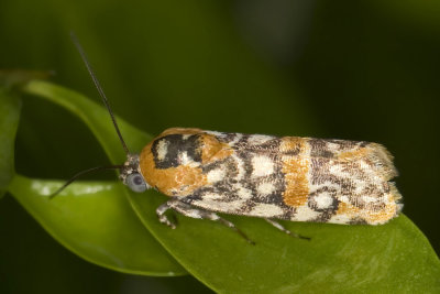 Spotted Spragueia Moth  Spragueia guttata (9125)