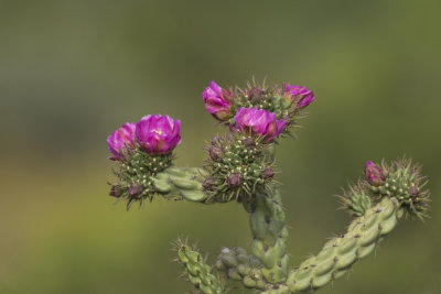 cactus rustique - tree cholla - indropuntia imbricata