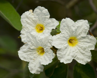 Cordia boissieri