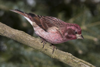 roselin pourpr - purple finch