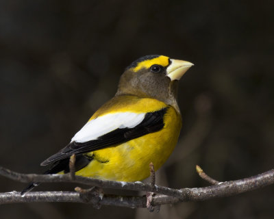 gros bec errant - evening grosbeak