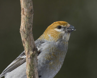 durbec des sapins - pine grosbeak