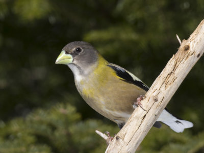 gros bec errant - evening grosbeak