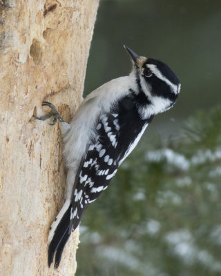 pic mineur - downie woodpecker