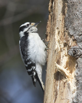 pic mineur - downie woodpecker