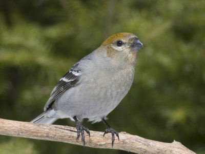 durbec des sapins - pine grosbeak