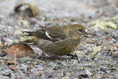 bec croisé bifascié - white winged crossbill