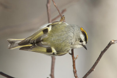 roitelet  couronne dor - golden crowned kinglet