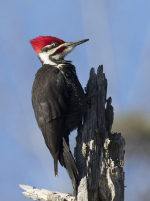 grand pic - pilated woodpecker