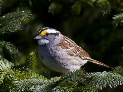 bruant  gorge blanche - white throated sparrow