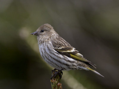 tarin des pins - pine siskin