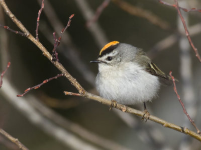 roitelet  couronne dor - golden crowned kinglet