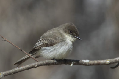 moucherolle phbi - eastern phoebe