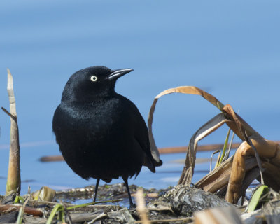 quiscale rouilleux - rusty blackbird