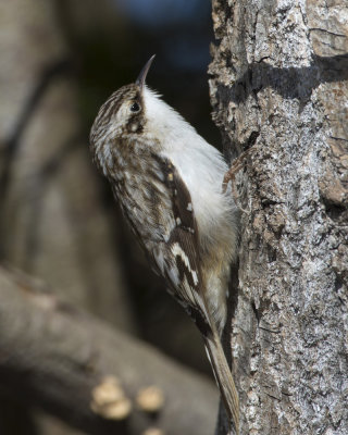 grimpereau brun - brown creeper