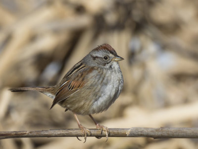 bruant des marais - swamp sparrow